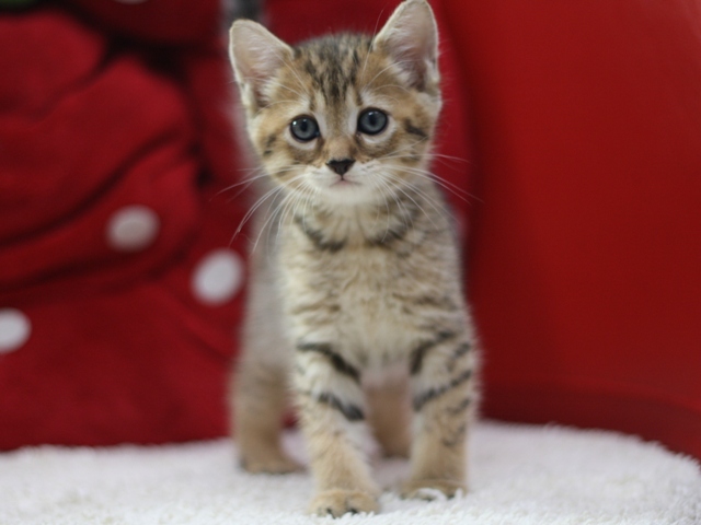 マンチカンの子猫画像