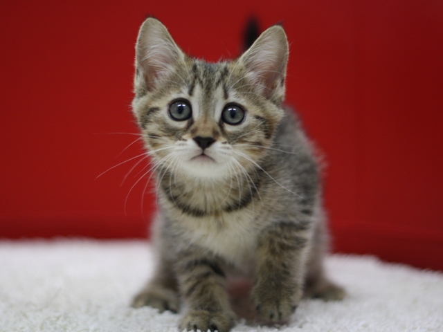 マンチカンの子猫画像