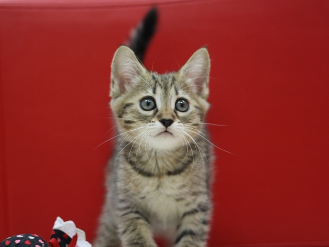 マンチカンの子猫画像