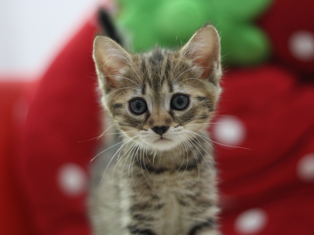 マンチカンの子猫画像