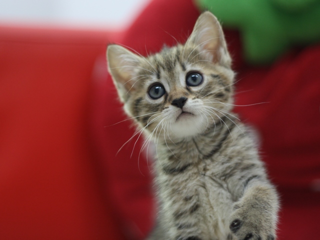 マンチカンの子猫画像