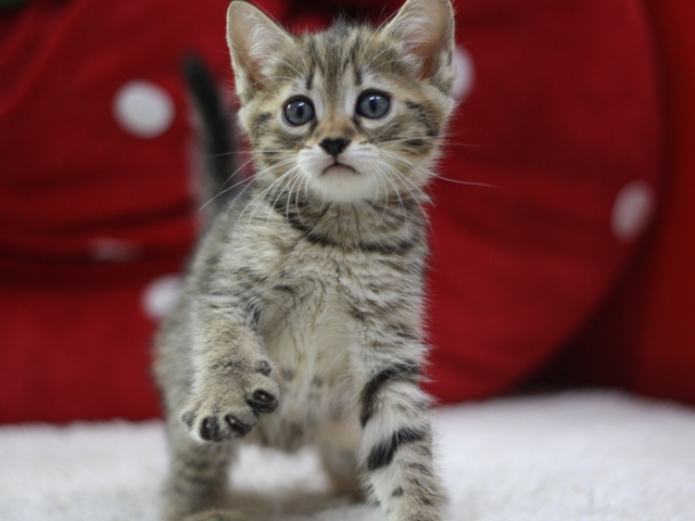 マンチカンの子猫画像