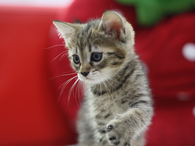 マンチカンの子猫画像