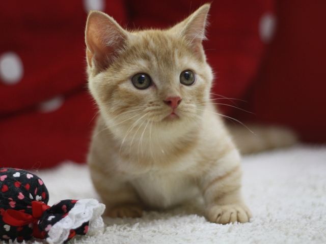 マンチカンの子猫画像