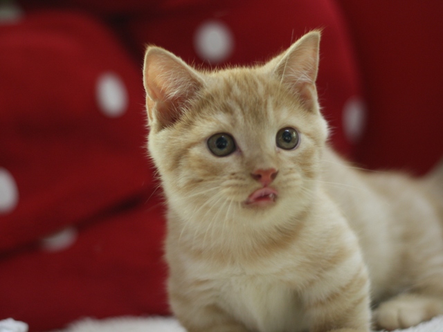 マンチカンの子猫画像