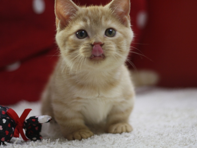 マンチカンの子猫画像