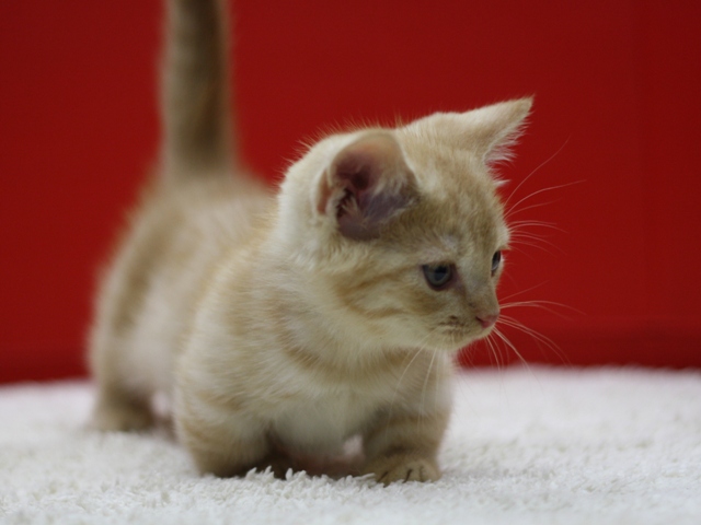 マンチカンの子猫画像