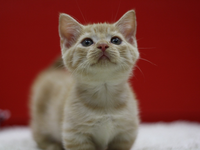 マンチカンの子猫画像