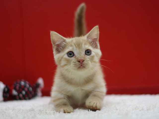 マンチカンの子猫画像