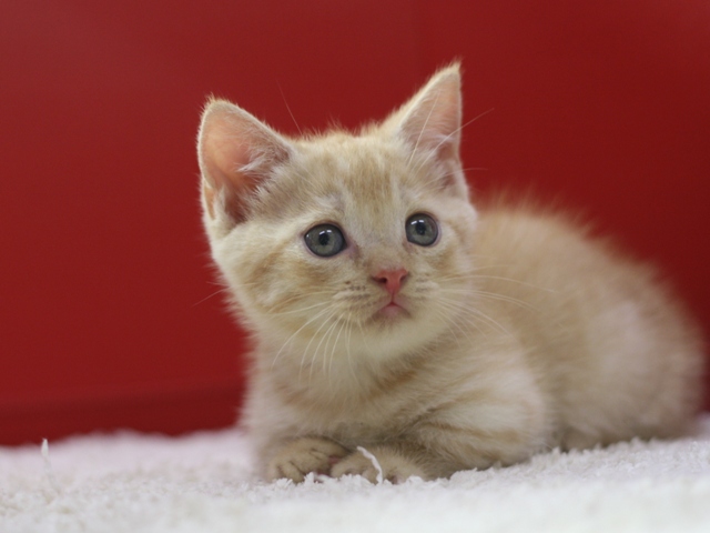 マンチカンの子猫画像