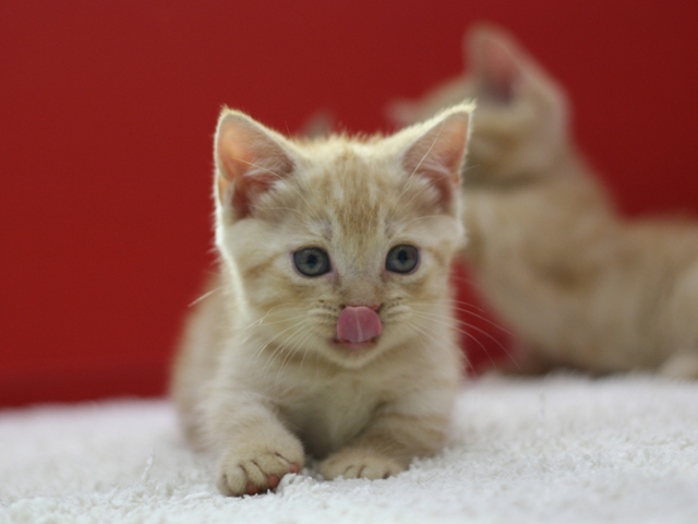 マンチカンの子猫画像