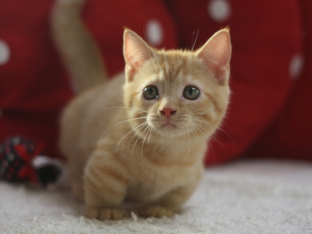 マンチカンの子猫画像