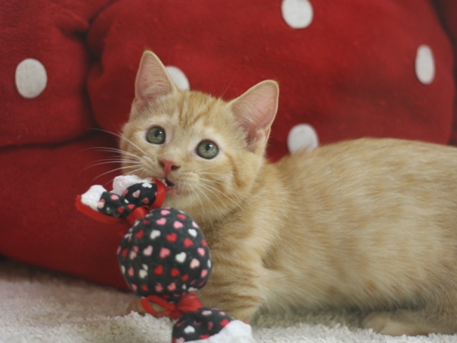 マンチカンの子猫画像