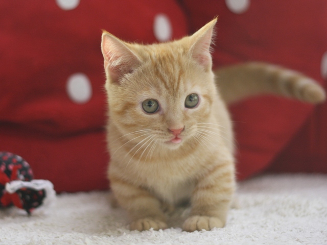 マンチカンの子猫画像