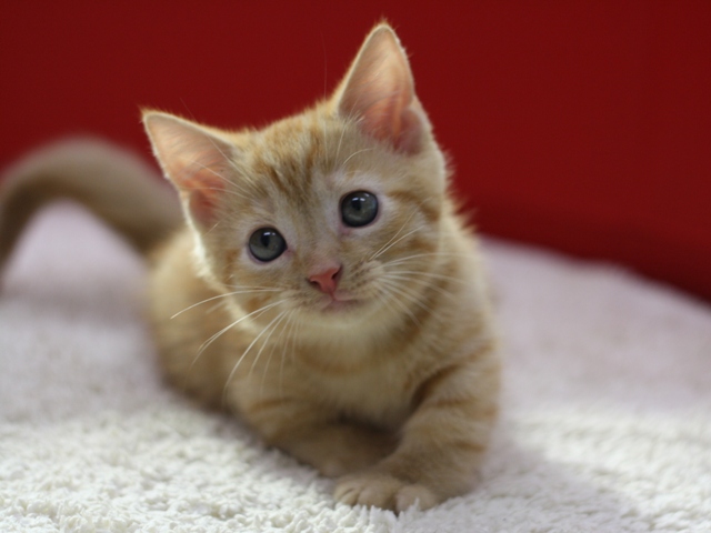 マンチカンの子猫画像