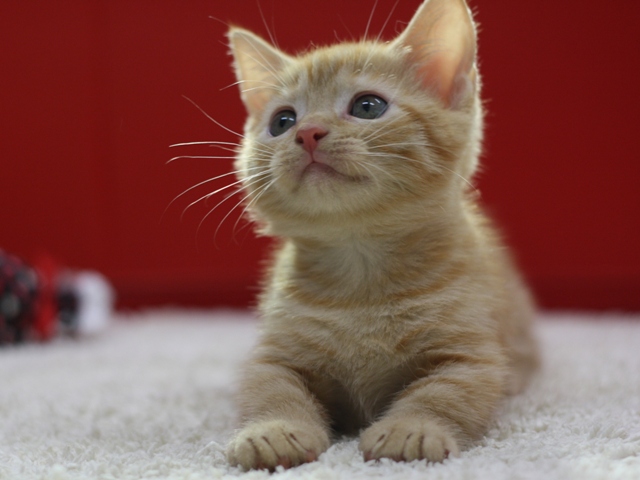 マンチカンの子猫画像