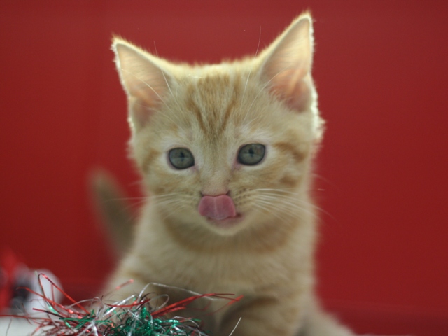 マンチカンの子猫画像