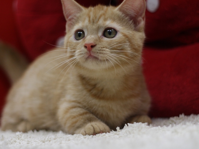 マンチカンの子猫画像