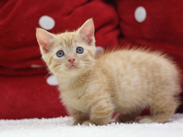 マンチカンの子猫画像