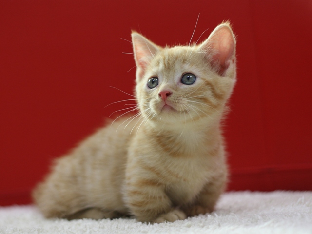 マンチカンの子猫画像