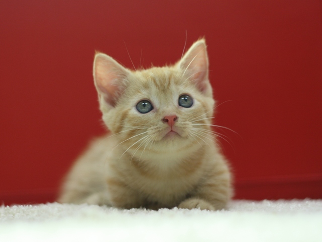 マンチカンの子猫画像