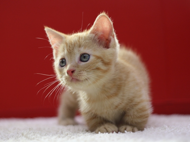 マンチカンの子猫画像