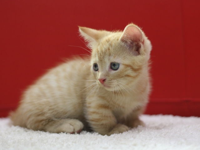 マンチカンの子猫画像