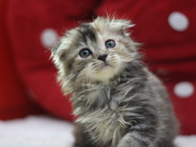 マンチカンの子猫画像