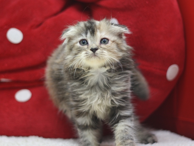 マンチカンの子猫画像