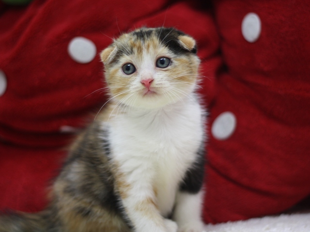 マンチカンの子猫画像