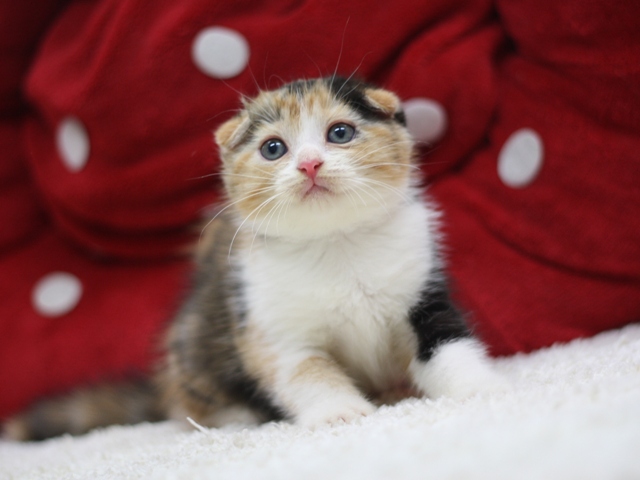 マンチカンの子猫画像