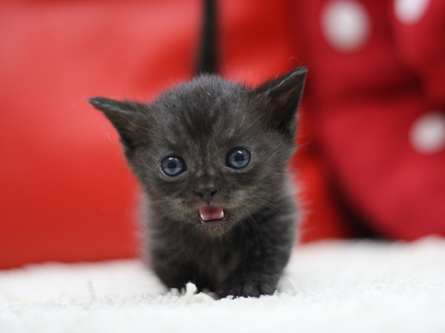 マンチカンの子猫画像