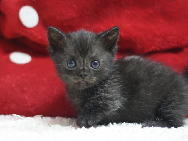 マンチカンの子猫画像