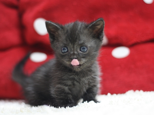 マンチカンの子猫画像