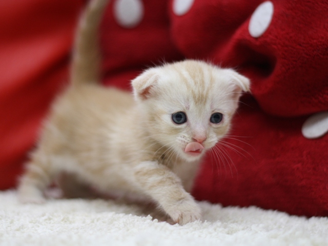 マンチカンの子猫画像