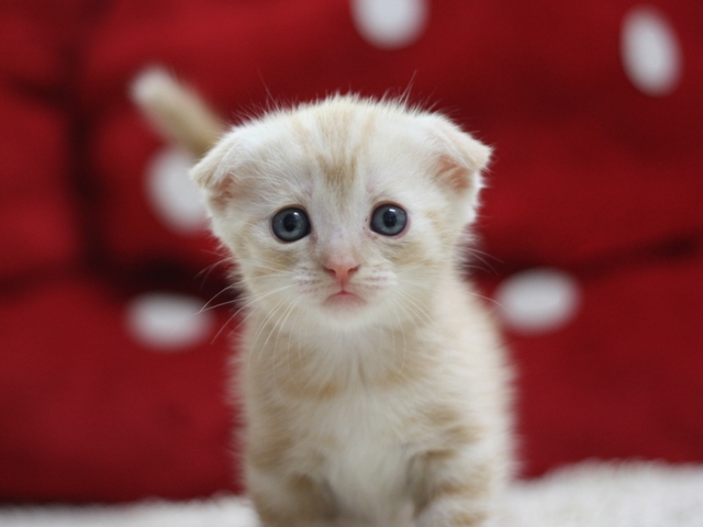 マンチカンの子猫画像