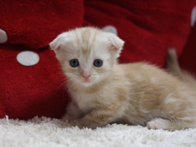 マンチカンの子猫画像