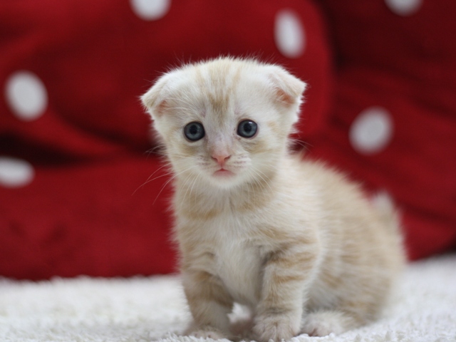 マンチカンの子猫画像