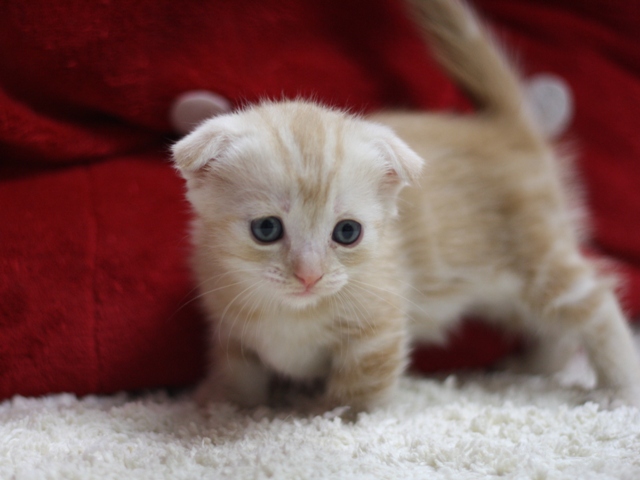 マンチカンの子猫画像