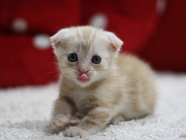 マンチカンの子猫画像