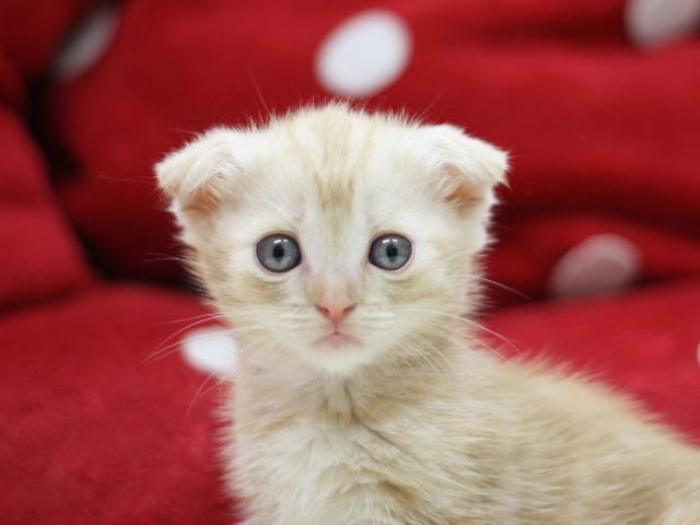 マンチカンの子猫画像