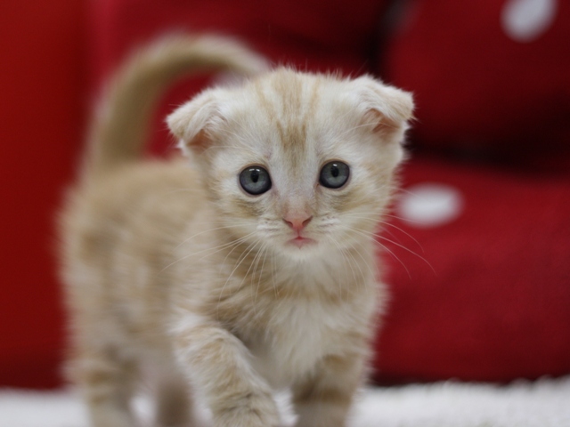 マンチカンの子猫画像