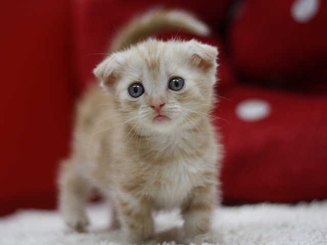 マンチカンの子猫画像