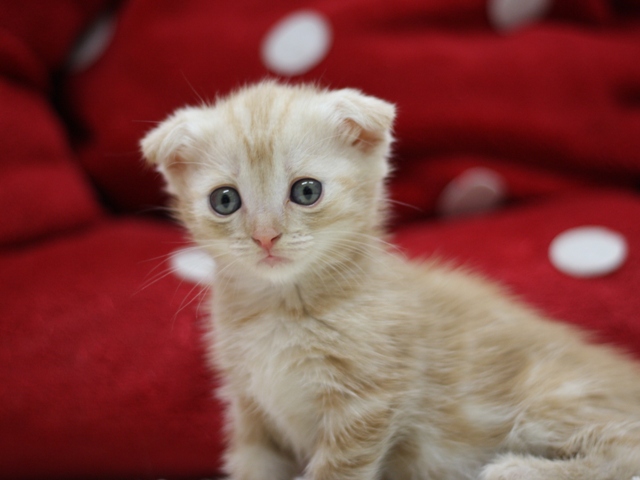 マンチカンの子猫画像