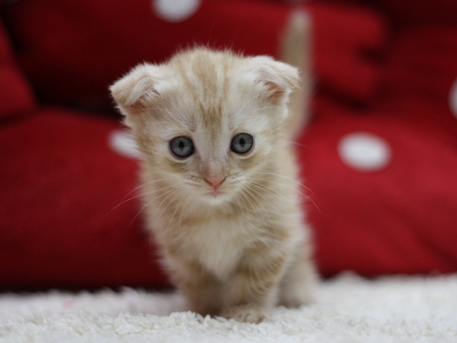 マンチカンの子猫画像