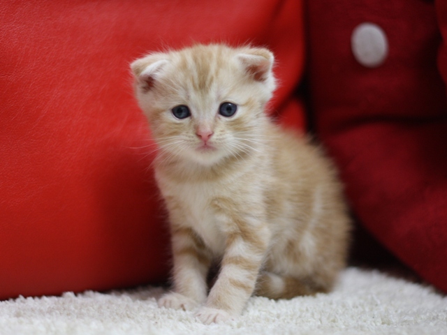 マンチカンの子猫画像