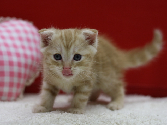 マンチカンの子猫画像