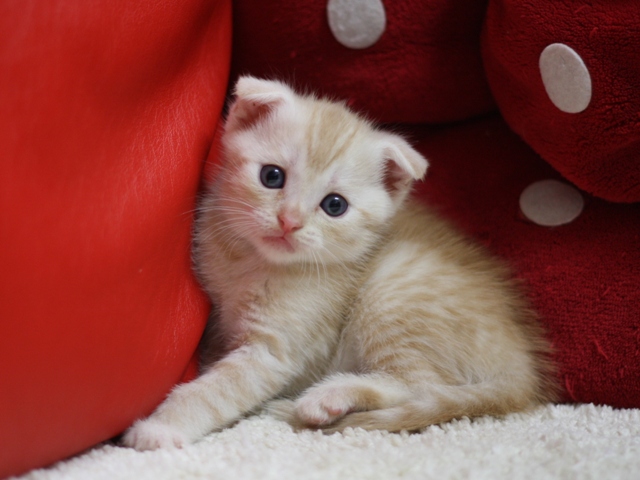 マンチカンの子猫画像