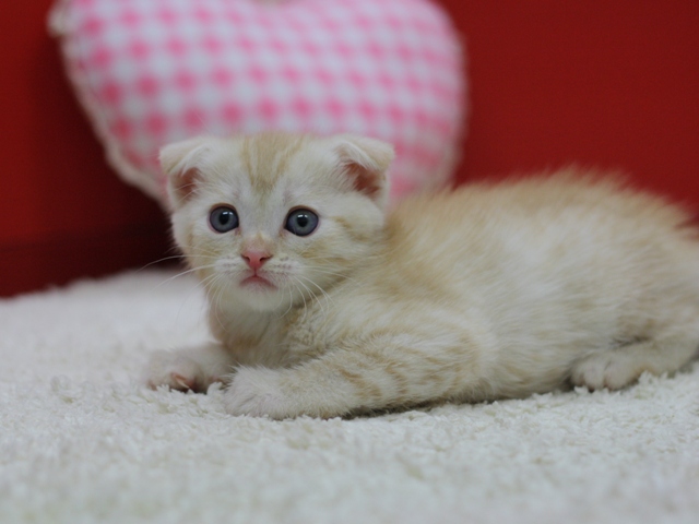 マンチカンの子猫画像