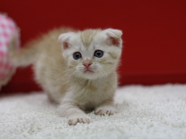 マンチカンの子猫画像